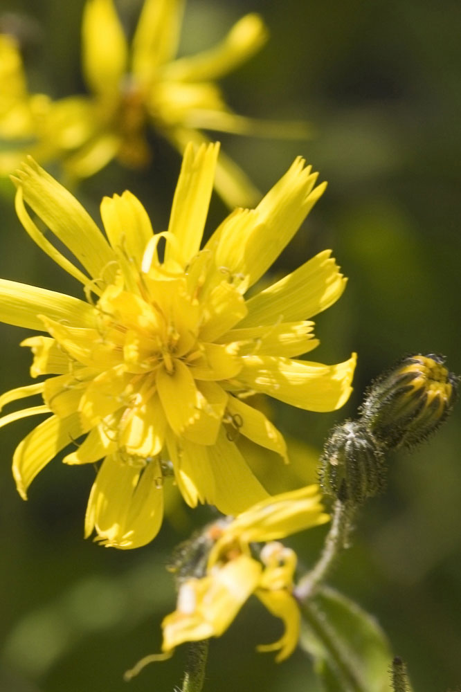 Hieracium prenanthoides / Sparviere a foglie di Prenanthes